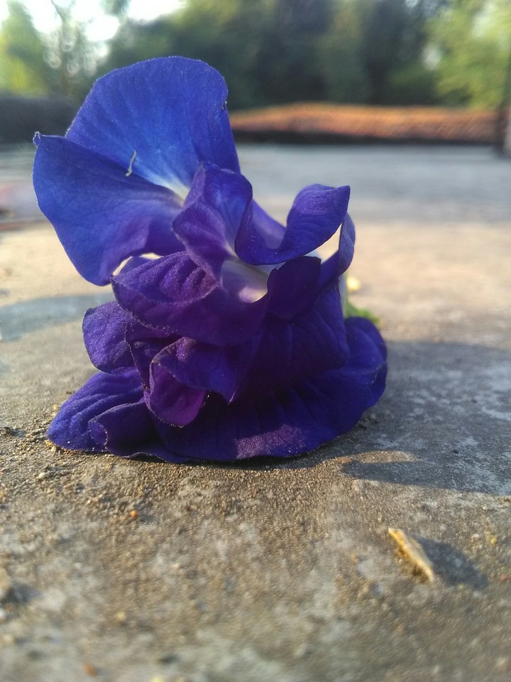 The Blue Flower