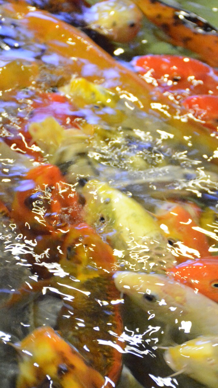 fish