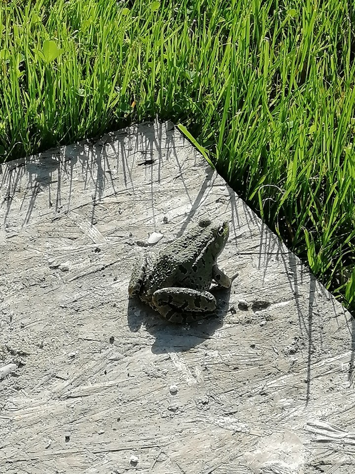 crazy frog