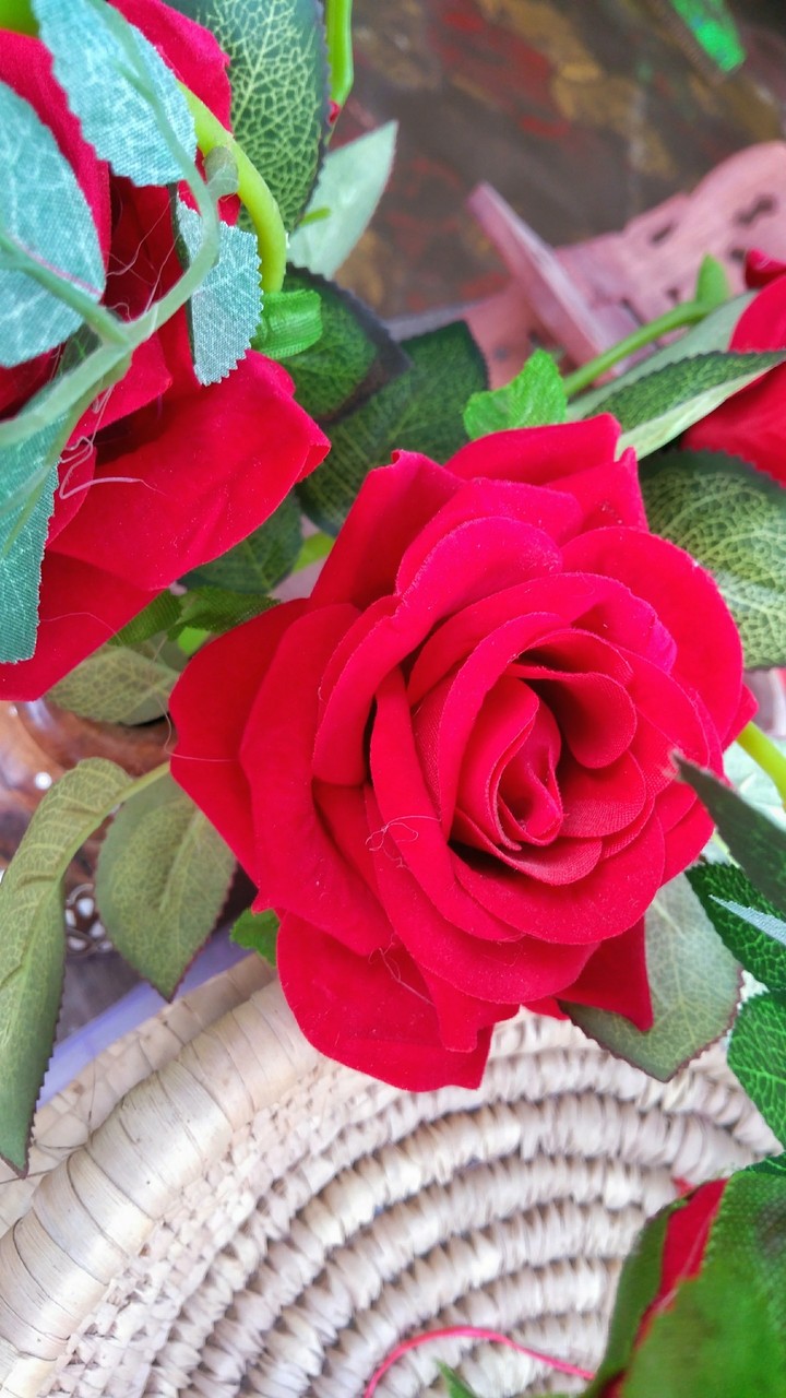 beautiful rose