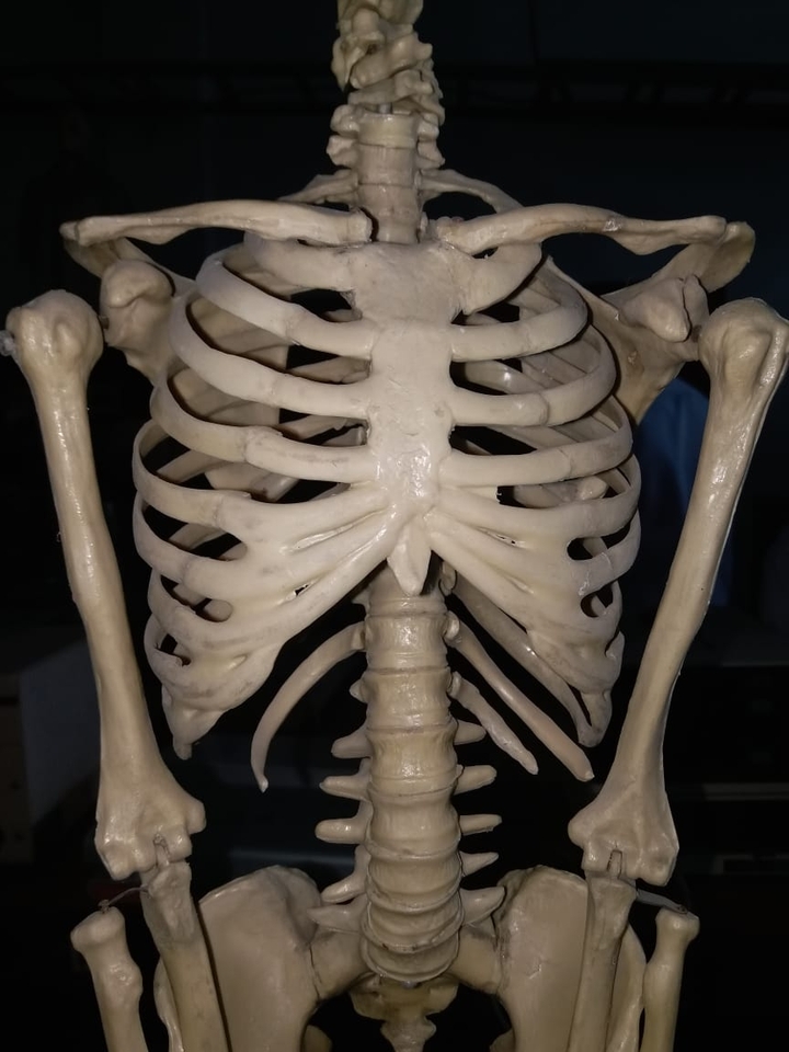 ribs skeleton