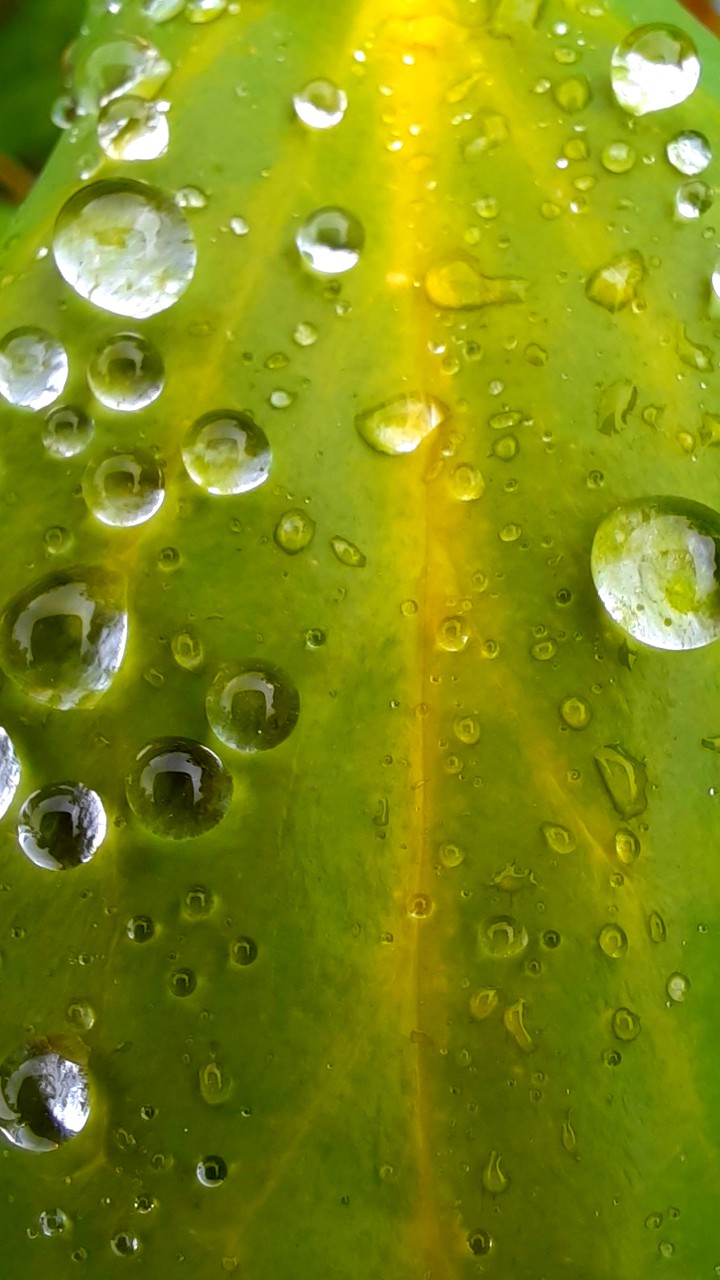 drops-rainyday13
