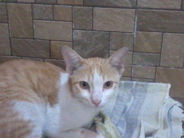 sweet cat