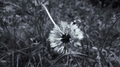 black&white