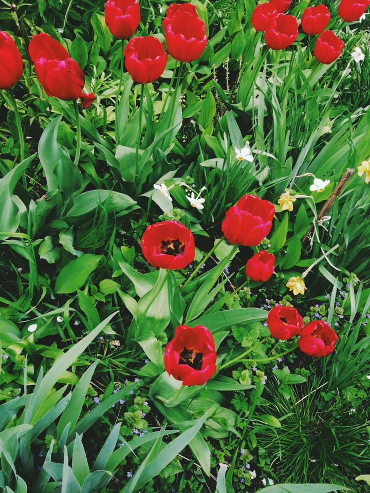 Tulips