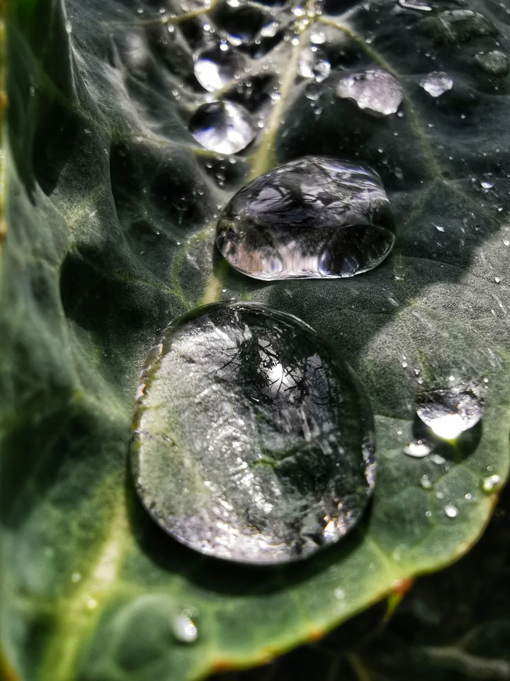 drops
