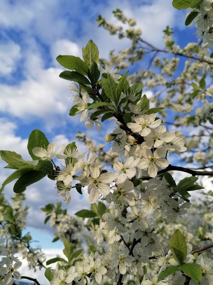 may