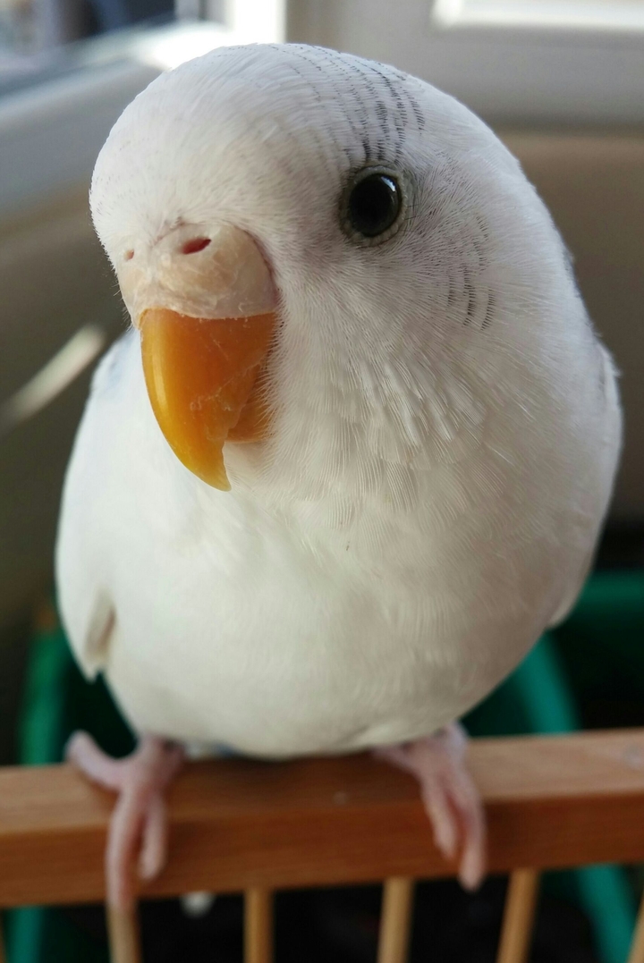 mychick