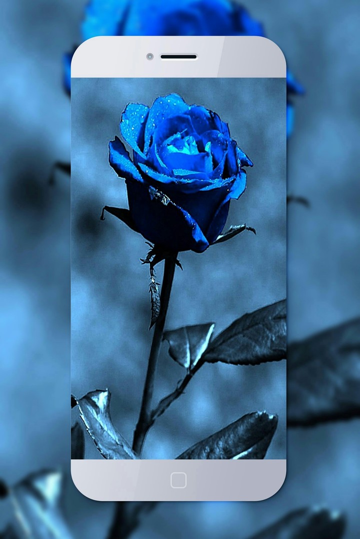 BLUE ROSE BACKGROUND