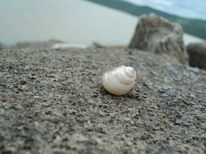 shell