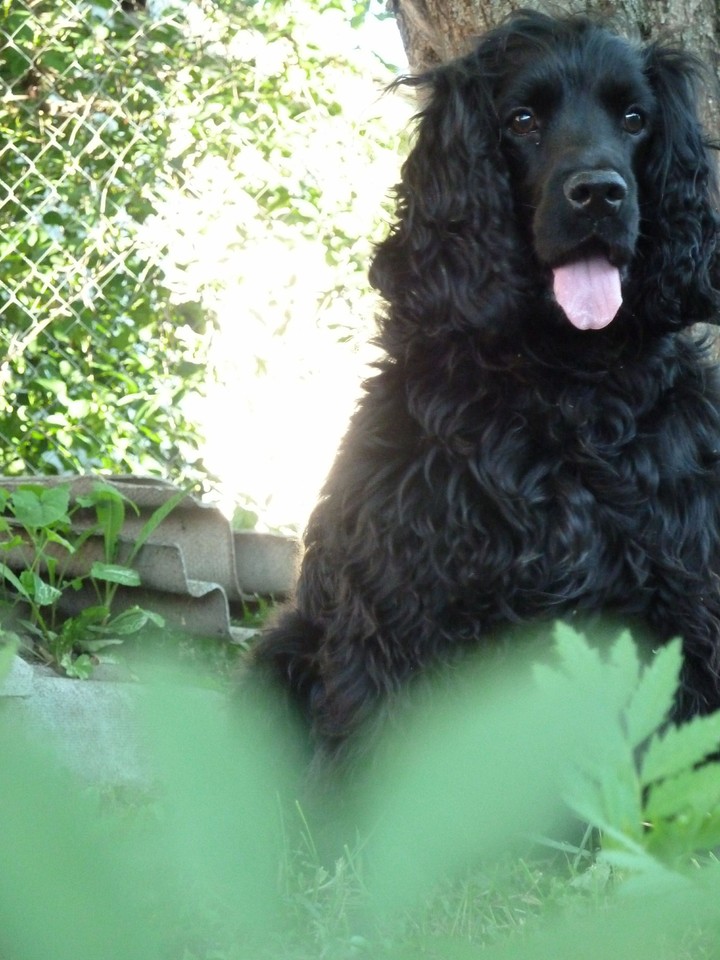 Bim, my pet