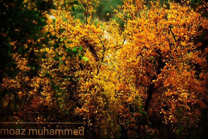 The autumn