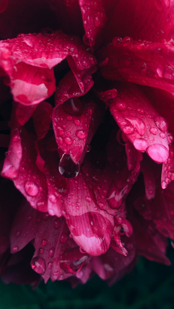 peony