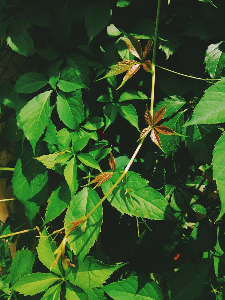 nature