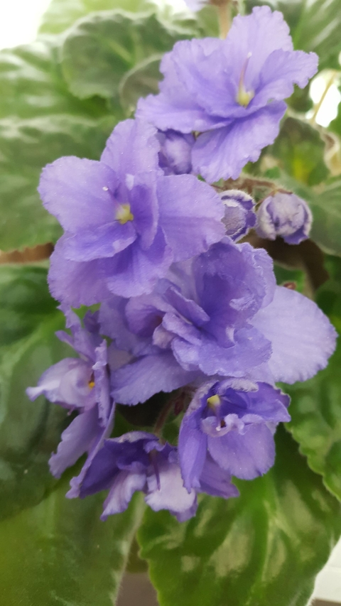 violet, 植物桌布