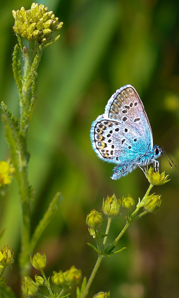 Blue butterfly