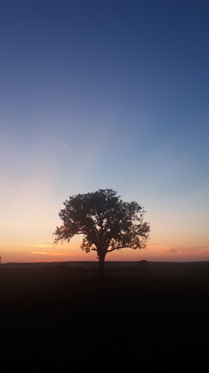 Black Tree