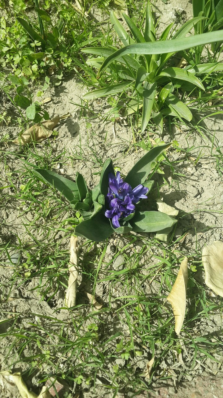 flower