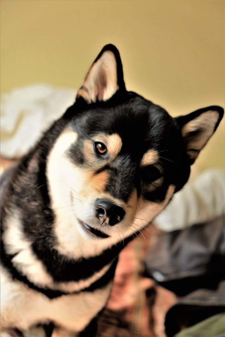 Portrait of my dog