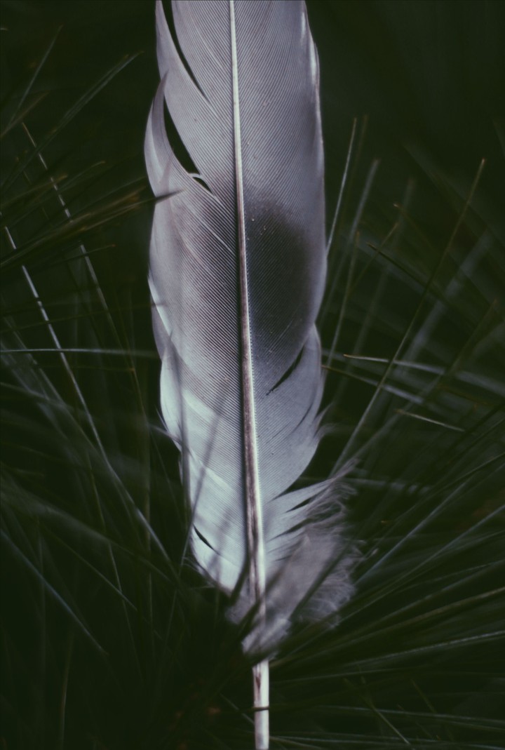 Feather