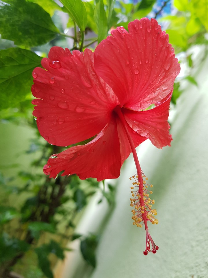 hibiscus