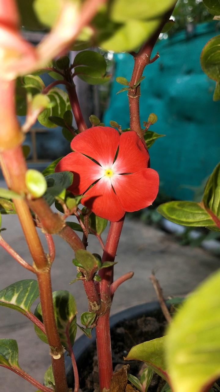 flower