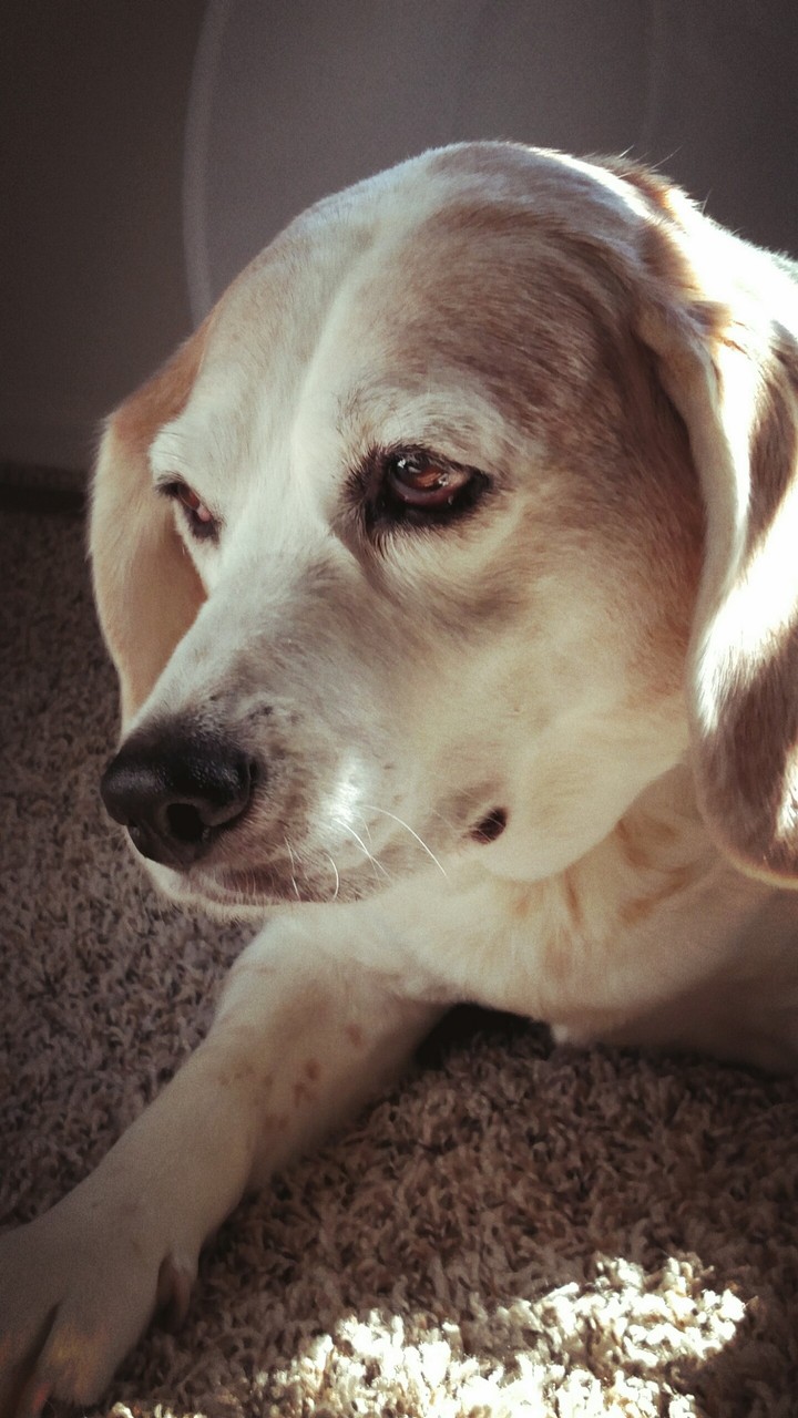 My Beagle, Light if My Life