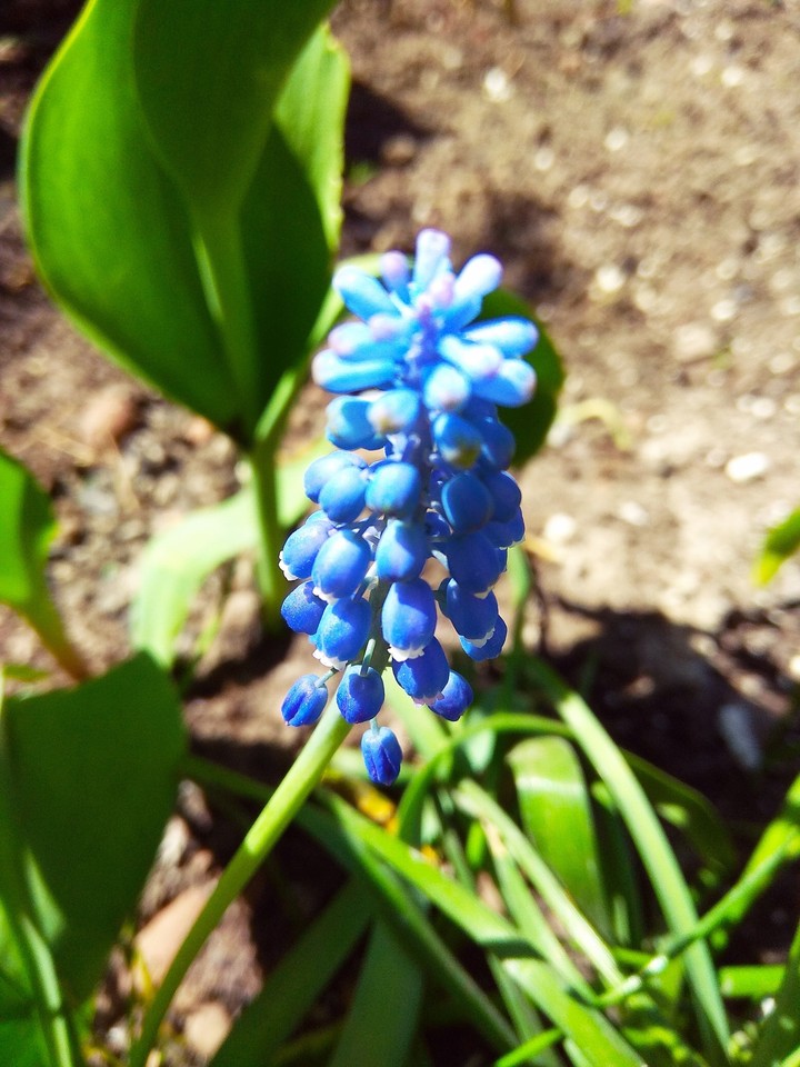 may