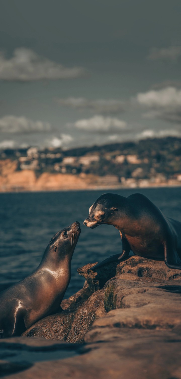 sea lions