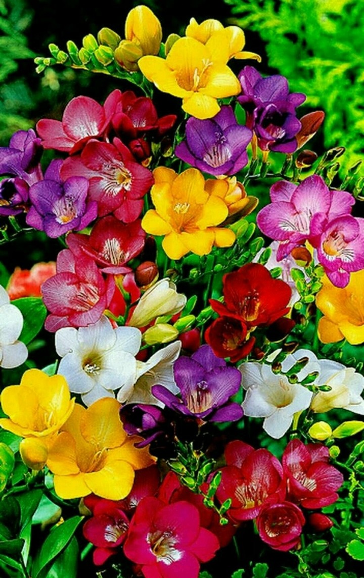 flowers