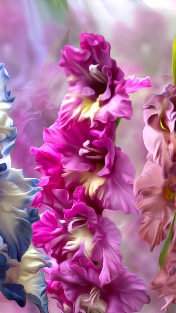 gladiolus