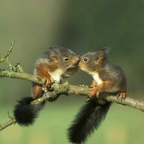 Eichhörnchen