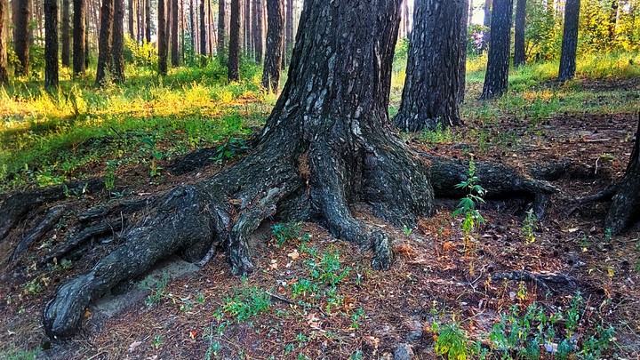 pine