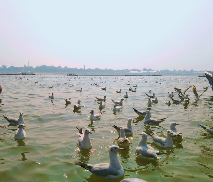 seagull bird
