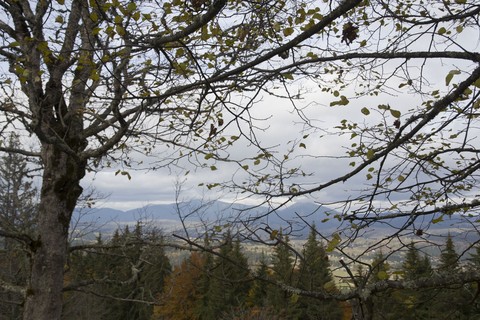 Carpathian mountains