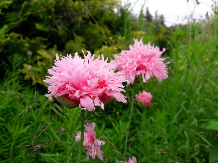 pink flower