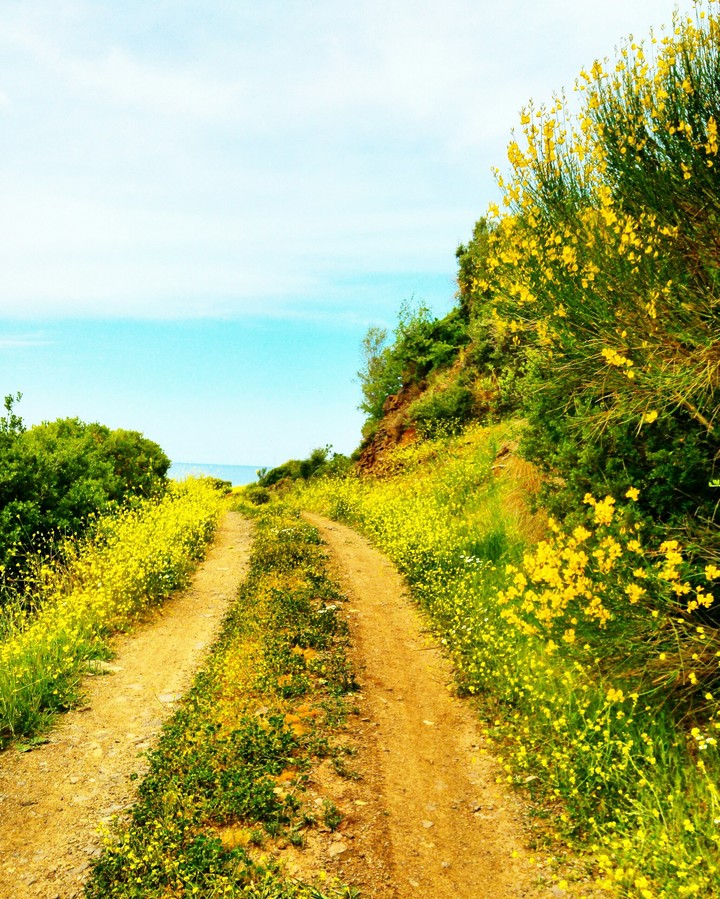 Path to the sea