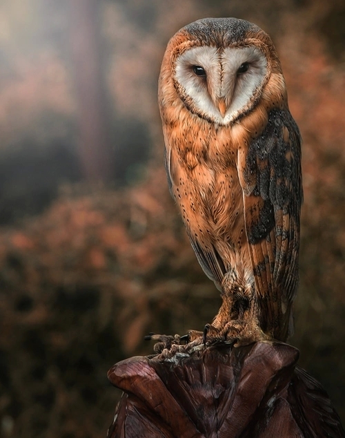 Beautiful Owl