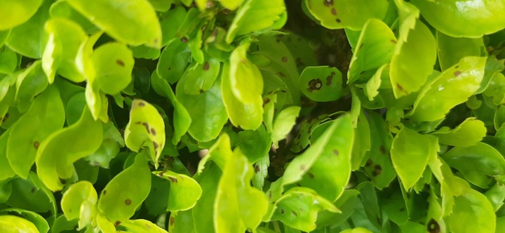 leaves