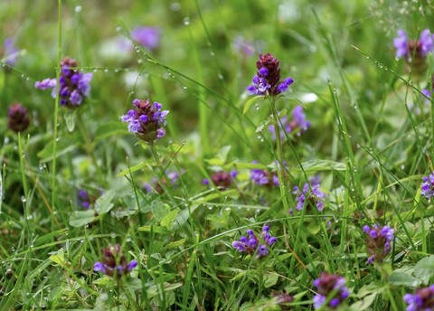 flower, groundcover壁紙