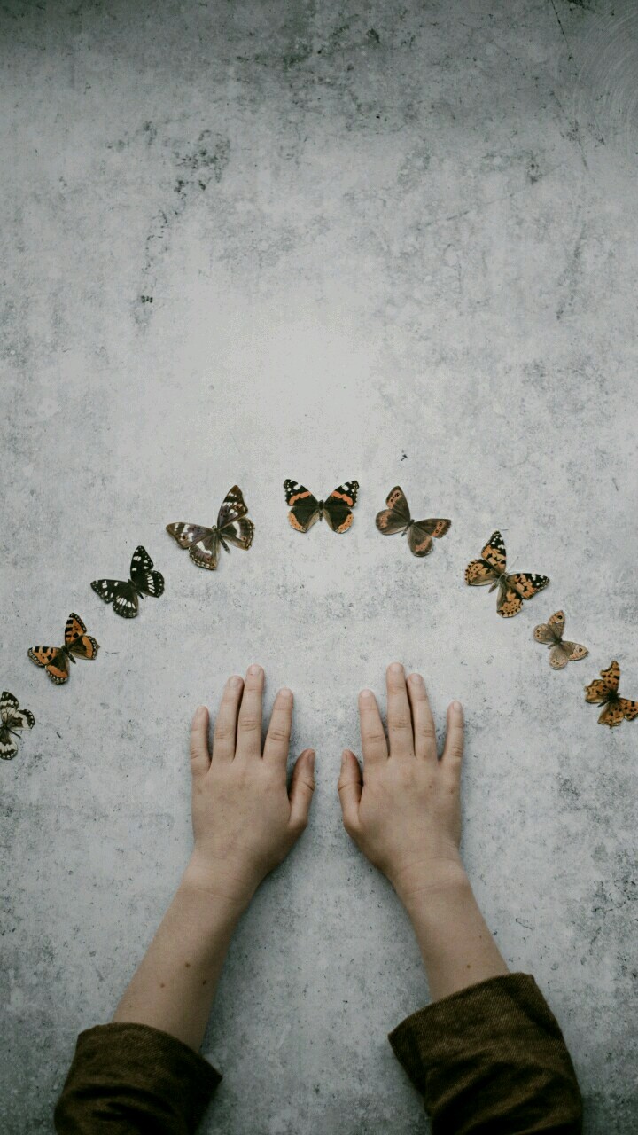 butterfly