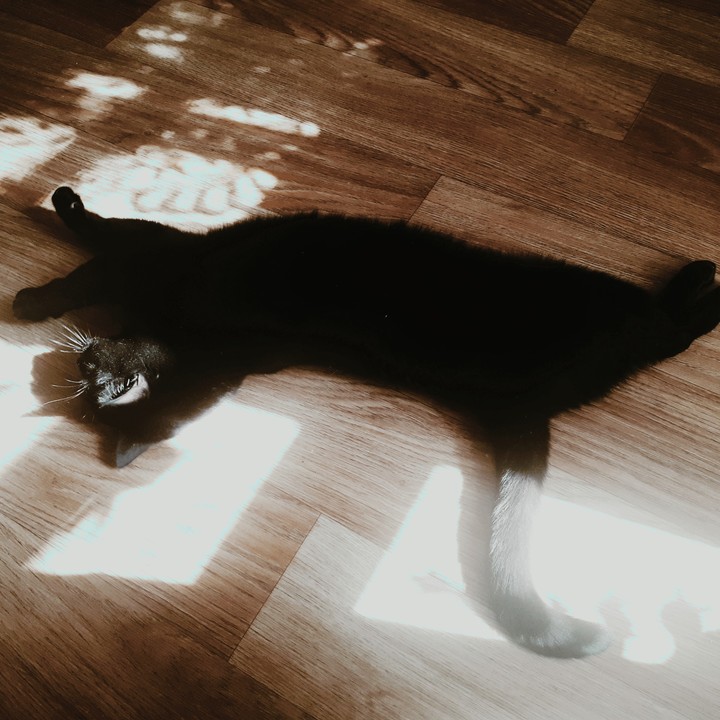 cat resting