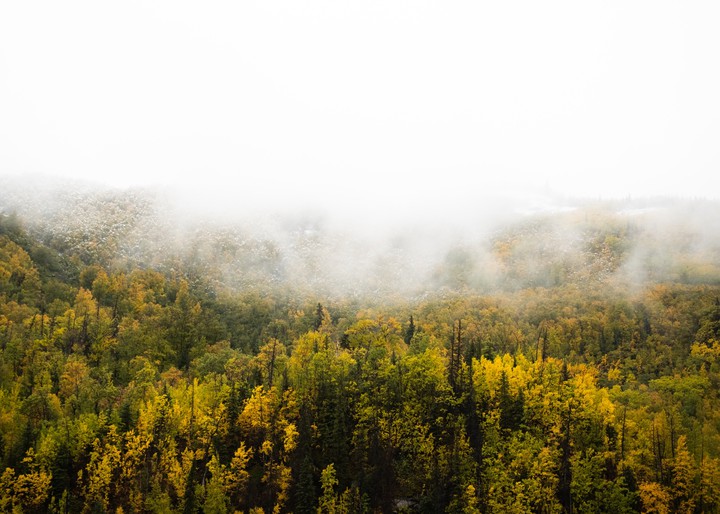 forest