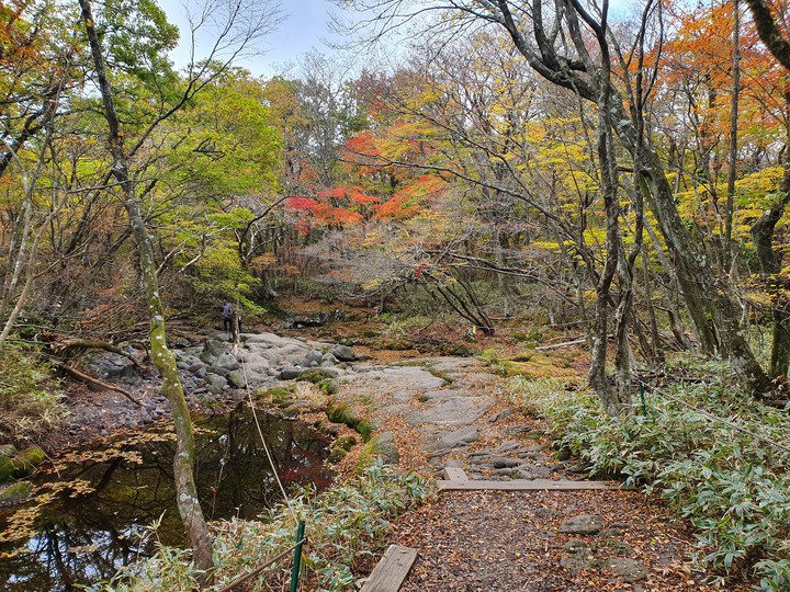 #falling leaves