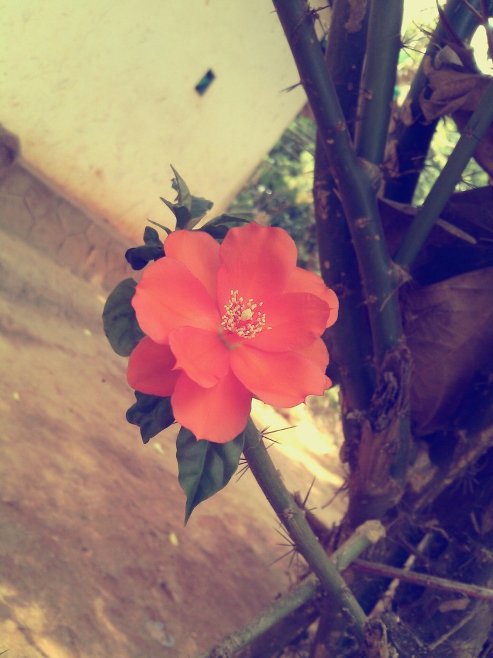 New Orange