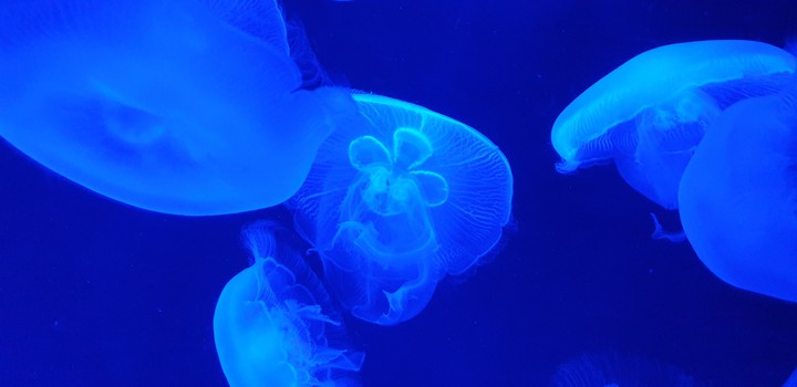 jellyfish