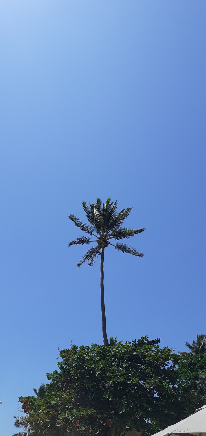 Coconut tree