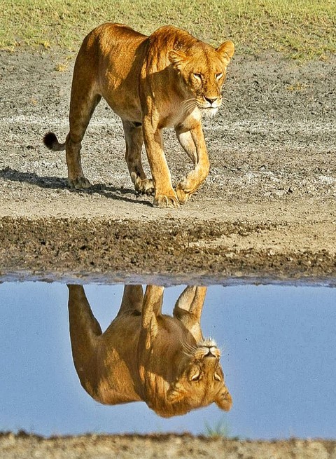 A Reflection of A Queen
