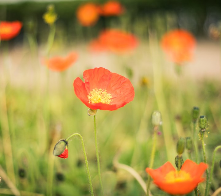花
