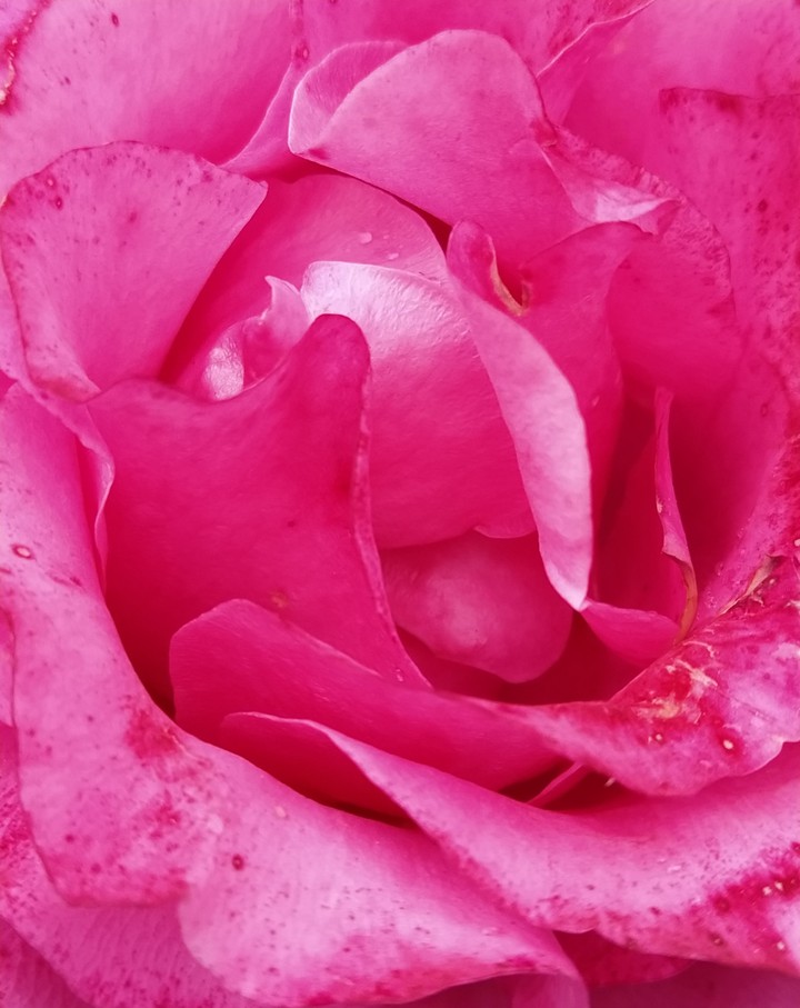 Rose flower / Роза